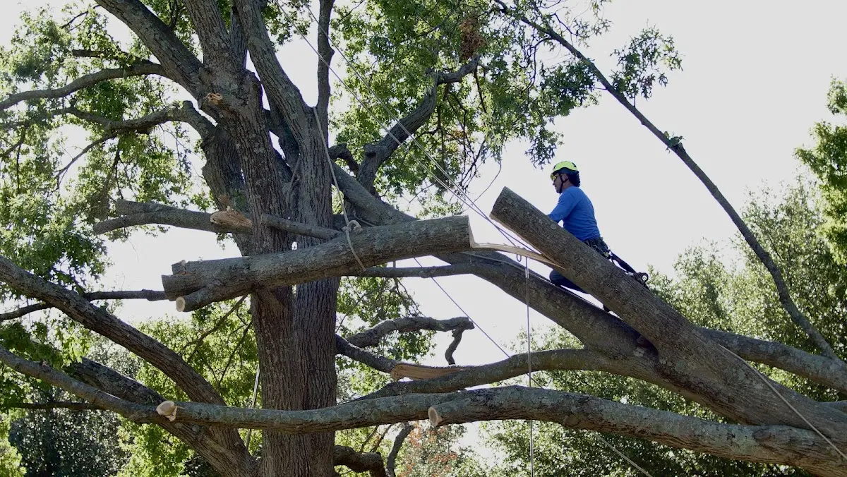 Professional Crown Thinning performed by certified arborists in La Porte