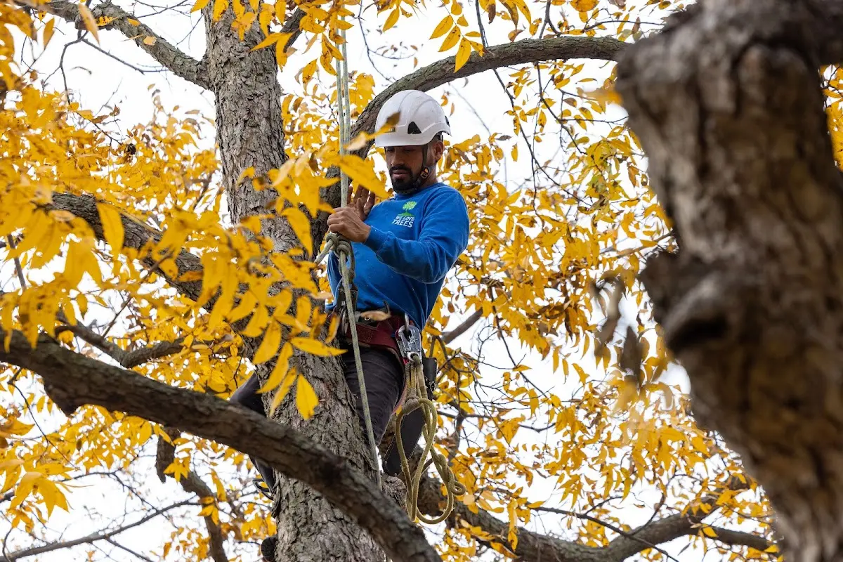 Skilled Tree Pruning crew working in La Porte