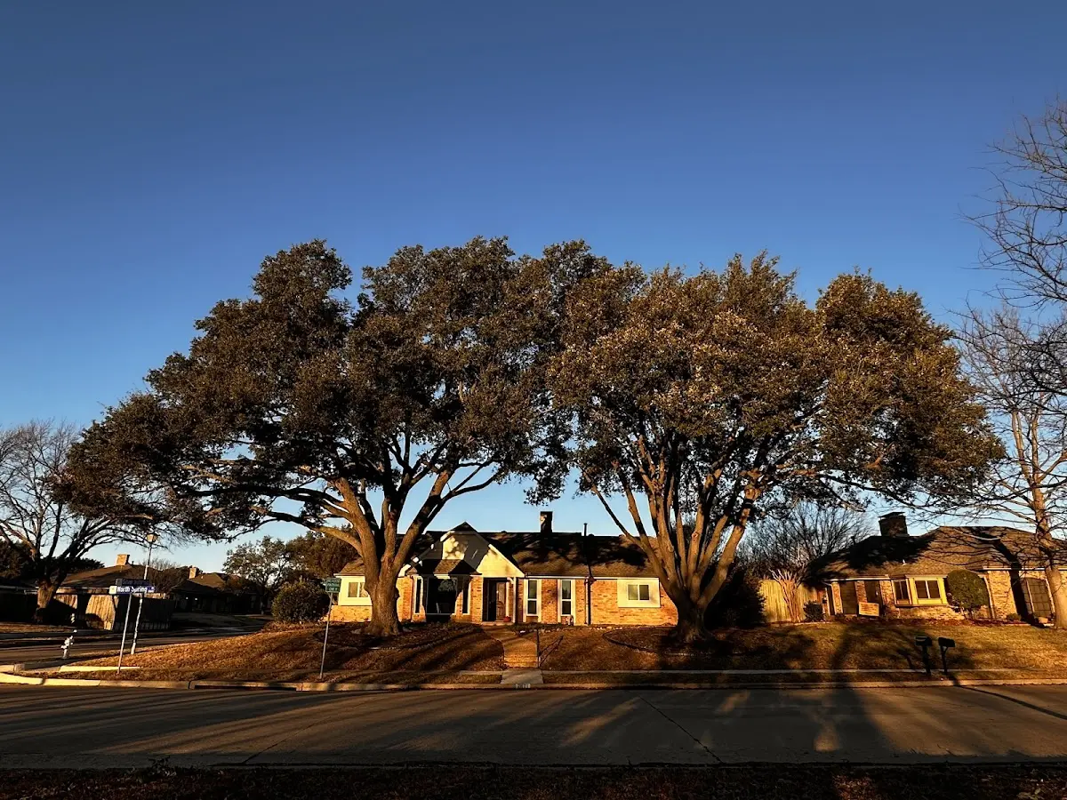 Established residential canopy tree shading a home in La Porte